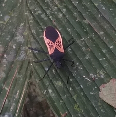 Leptoscelis limbativentris