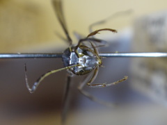 Mischocyttarus alienus