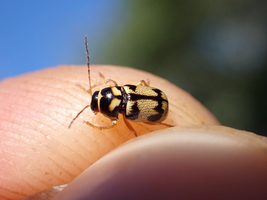 Cryptocephalus mariae