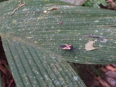 Leptoscelis limbativentris