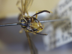 Mischocyttarus alienus