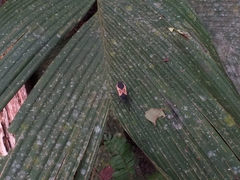Leptoscelis limbativentris