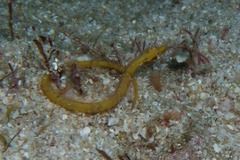 Syngnathidae