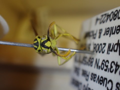 Mischocyttarus basimacula