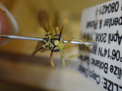 Mischocyttarus basimacula