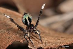 Maratus chrysomelas
