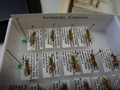 Mischocyttarus basimacula