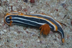 Chromodoris africana