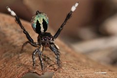 Maratus chrysomelas