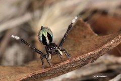 Maratus chrysomelas