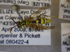 Mischocyttarus basimacula