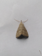 Pechipogo strigilata