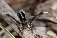 Maratus chrysomelas