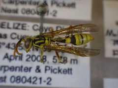 Mischocyttarus basimacula