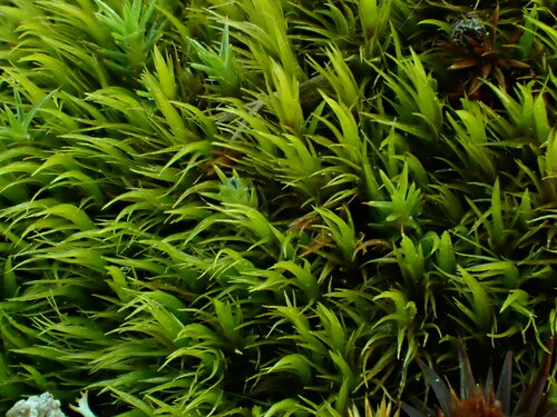 Dicranum acutifolium