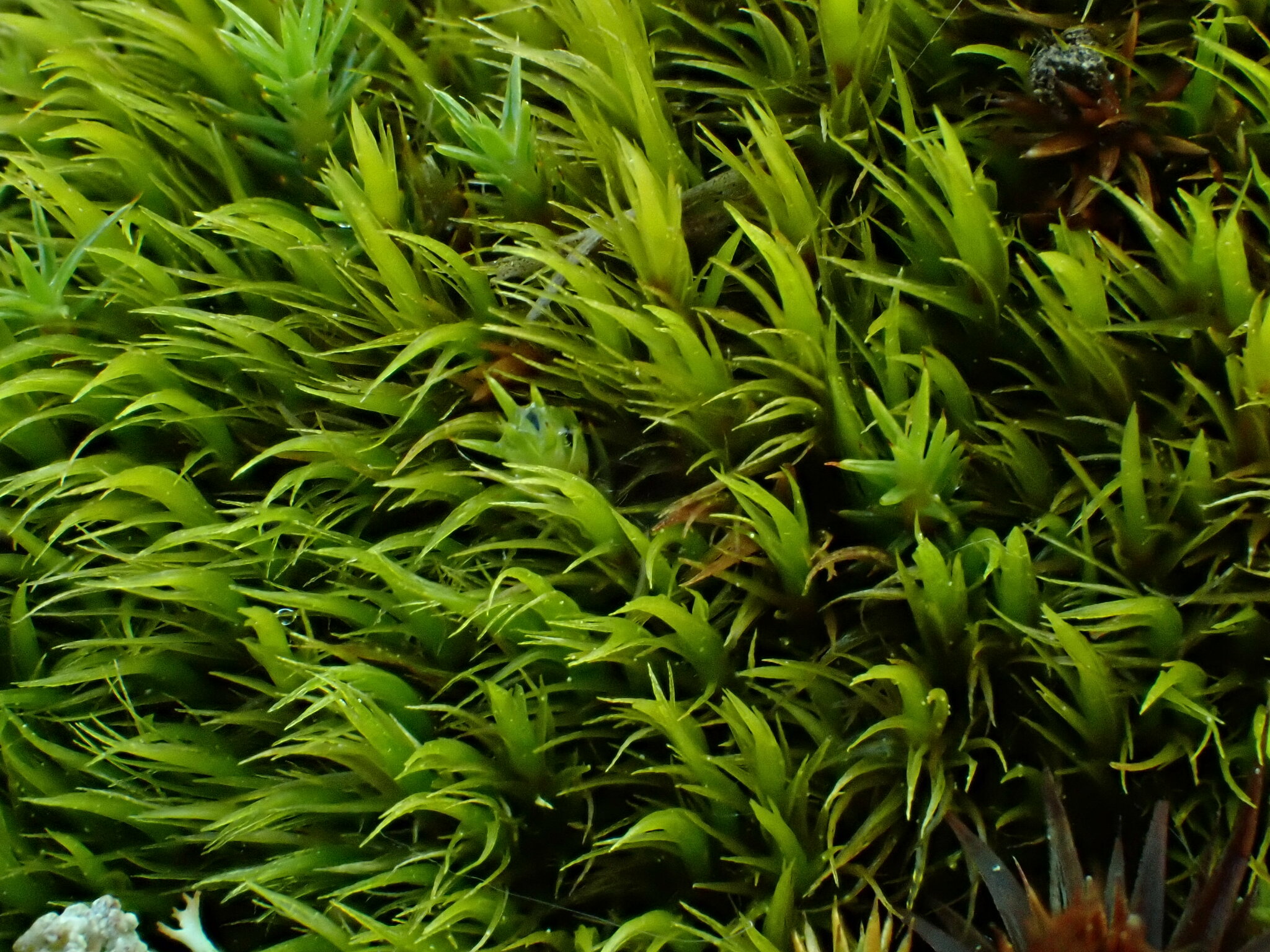 Dicranum acutifolium