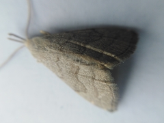 Pechipogo strigilata