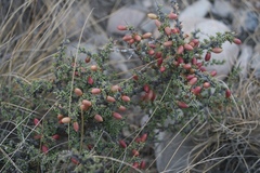 Condalia ericoides