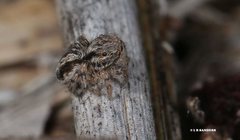 Maratus chrysomelas