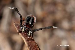 Maratus chrysomelas