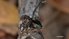 Maratus chrysomelas