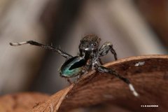 Maratus chrysomelas
