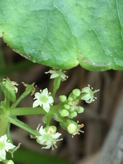 Hydrocotyle