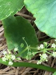 Hydrocotyle