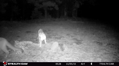 Puma concolor couguar