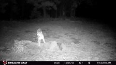 Puma concolor couguar