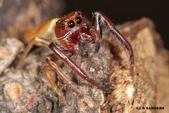 Opisthoncus magnidens