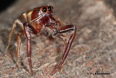 Opisthoncus magnidens