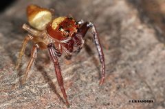 Opisthoncus magnidens