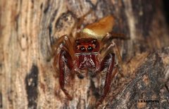 Opisthoncus magnidens