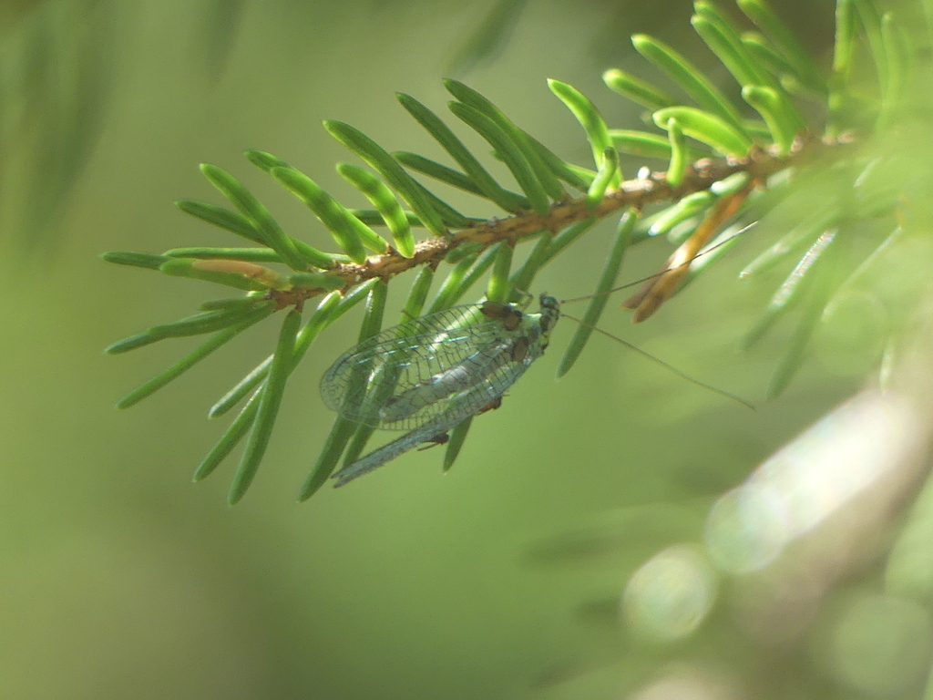 Forcipomyia eques