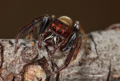 Opisthoncus grassator