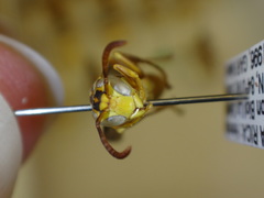 Mischocyttarus collarellus