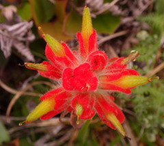 Castilleja litoralis