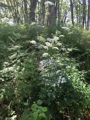 Ligusticum apiifolium