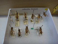 Mischocyttarus collarellus