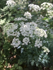 Ligusticum apiifolium
