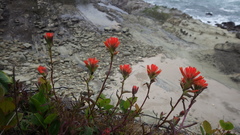 Castilleja litoralis