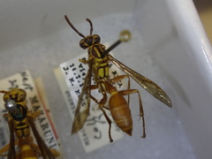 Mischocyttarus collarellus