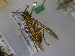 Mischocyttarus collarellus