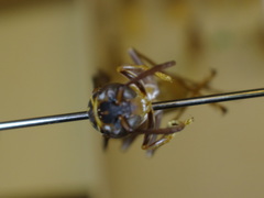 Mischocyttarus collarellus