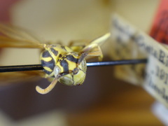 Mischocyttarus costaricensis