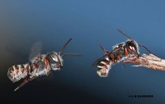 Megachile tosticauda