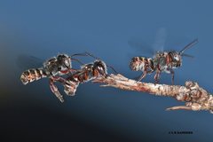 Megachile tosticauda