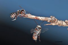 Megachile tosticauda