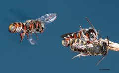 Megachile tosticauda